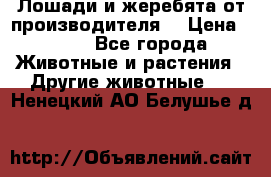 Лошади и жеребята от производителя. › Цена ­ 120 - Все города Животные и растения » Другие животные   . Ненецкий АО,Белушье д.